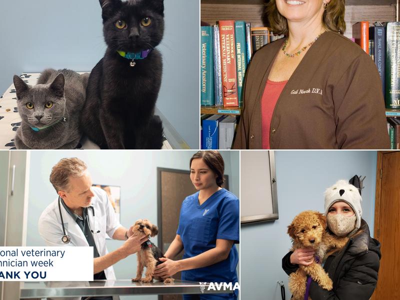 St Charles Veterinary Clinic: Novak Gail A DVM