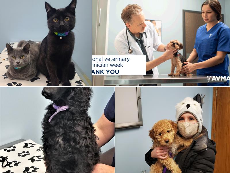 St Charles Veterinary Clinic: Valerie J. Vogel, DVM