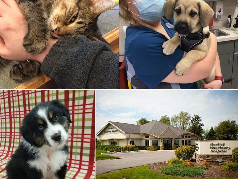 Huntley Veterinary Hospital: Weinstein Hillary L DVM