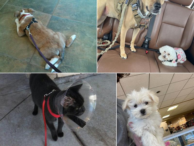 Broadview Animal Clinic