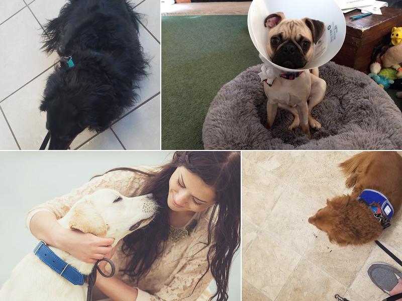 Northwoods Veterinary Services