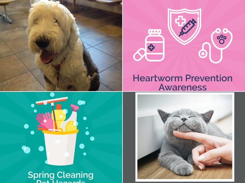 Mills, Lori L, Dvm - Broadview Animal Clinic