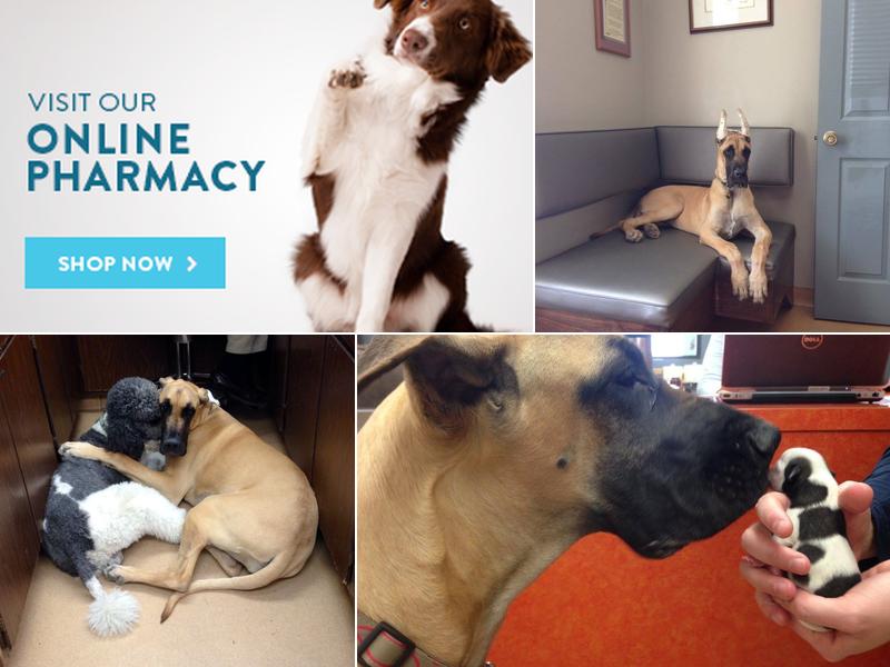 Alameda Veterinary Clinic: Howard Mark DVM