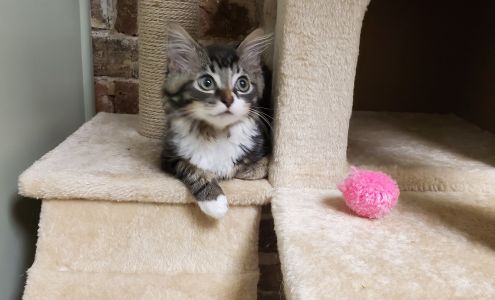 The Cats on Commerce