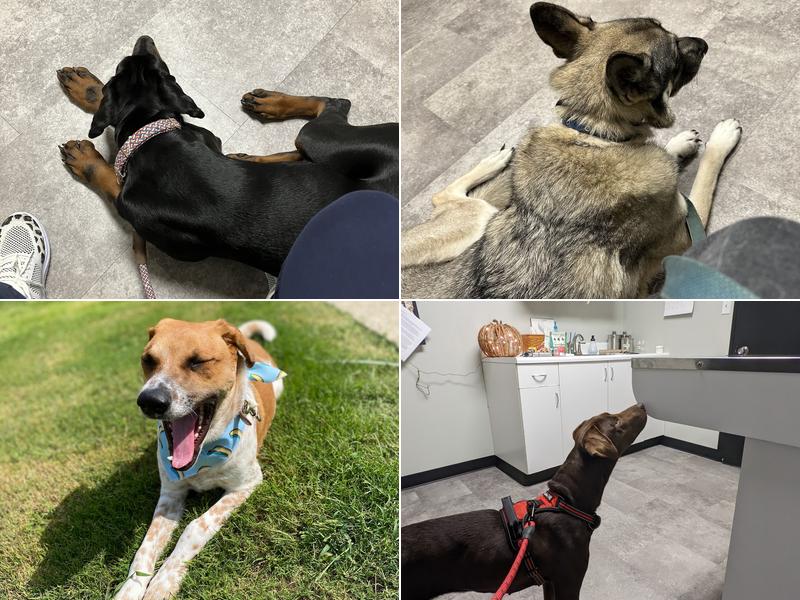 All God's Creatures Veterinary Clinic