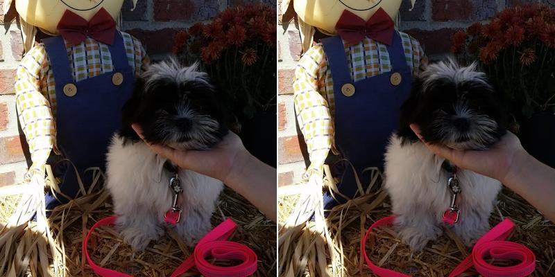 Tiny Town Animal Clinic: Burchett James T DVM