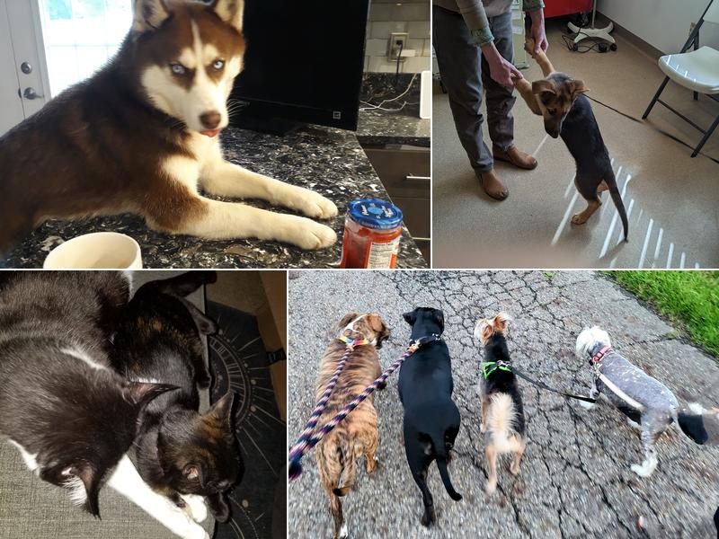 Toronto Veterinary Services