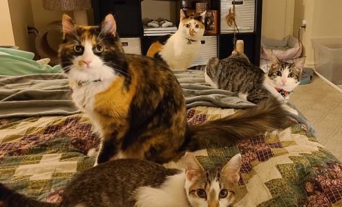 Chestnut Veterinary Clinic Washington