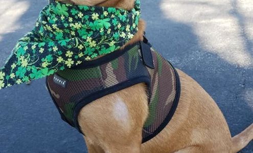 Wickerham Catherine S DVM Washington