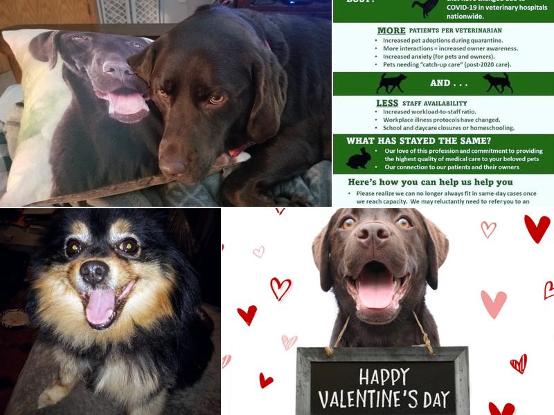 North Branch Veterinary Hospital