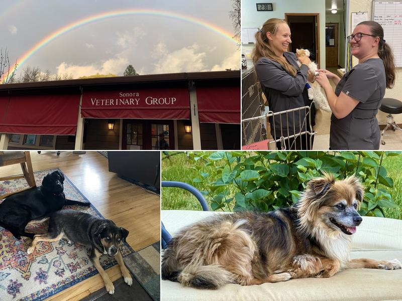 Sonora Veterinary Group