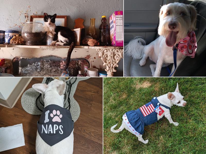 Jamestown Veterinary Hospital