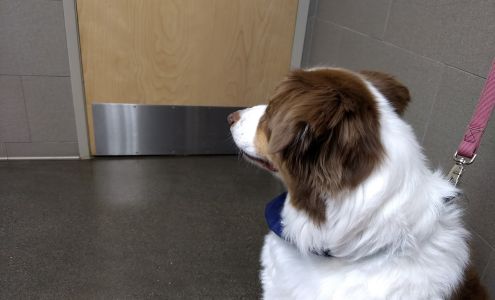 Arnold Pet Clinic Arnold