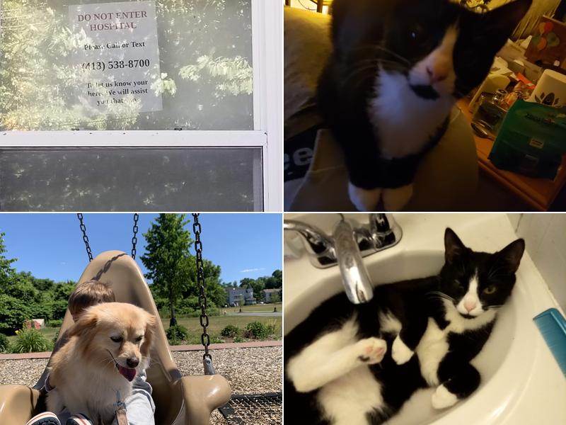 Holyoke Animal Hospital