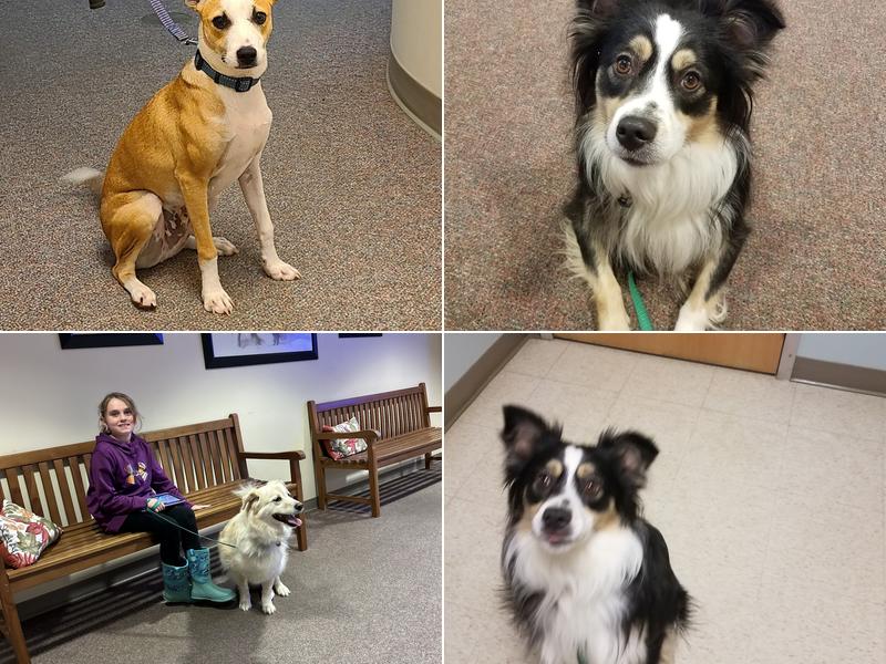 Hubbardston Veterinary Clinic