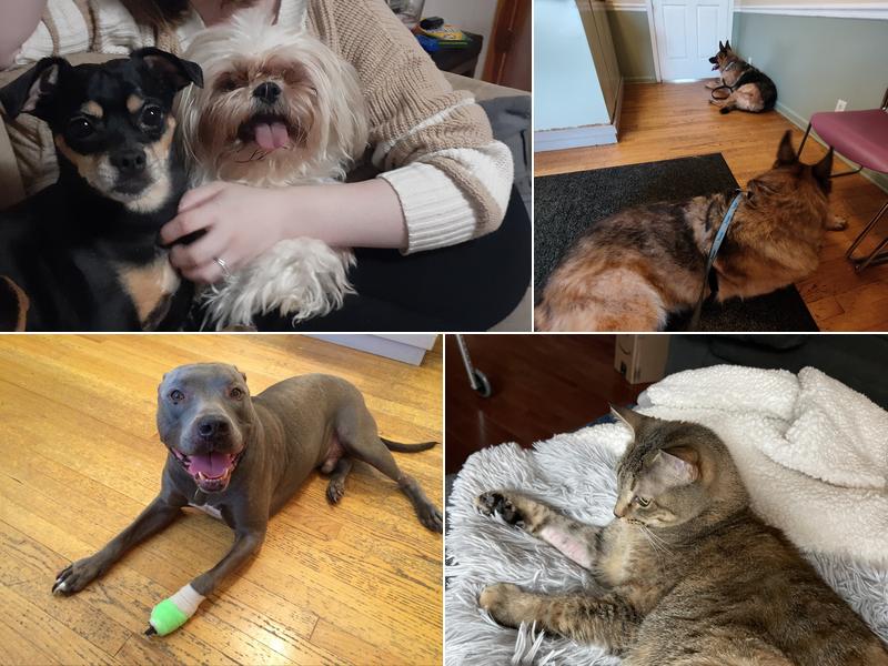 McPherson Veterinary Services