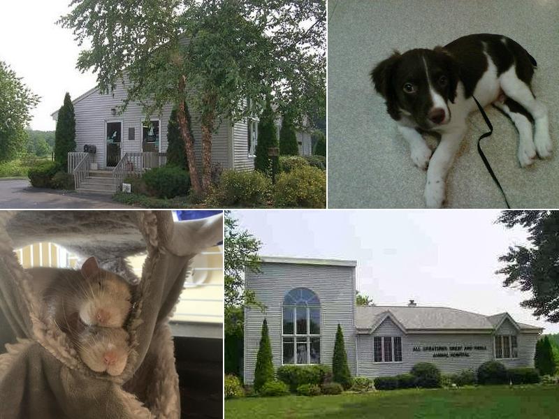 All Creatures Great & Small Animal Hospital