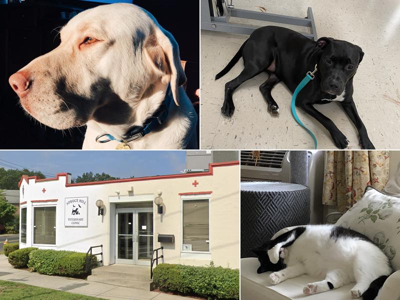 Spruce Hill Veterinary Clinic