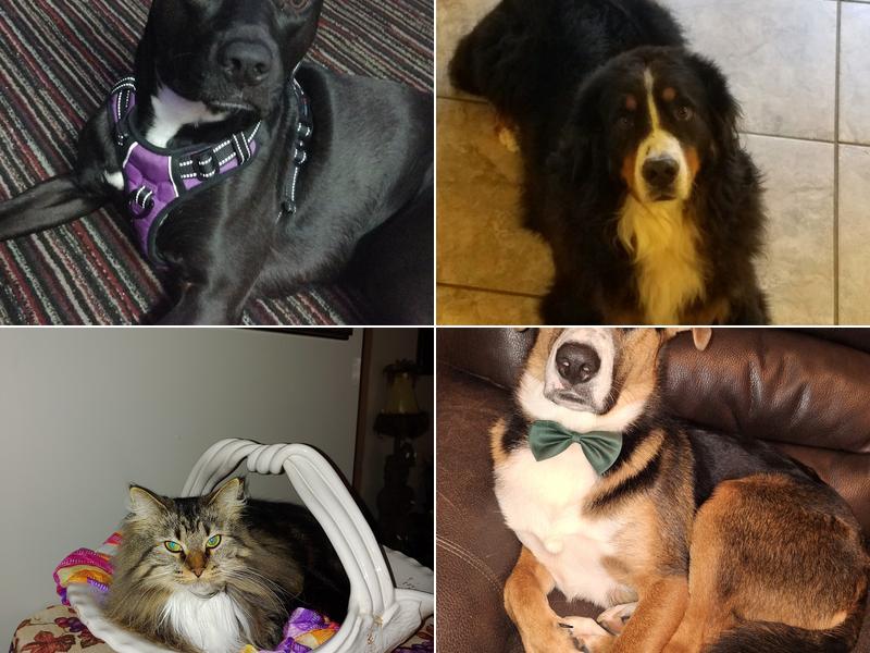 Hackett Animal Clinic