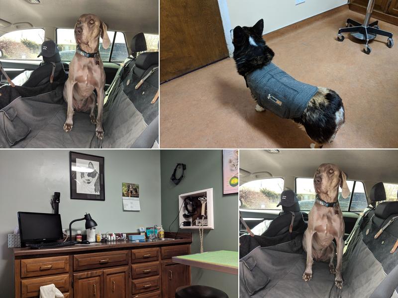 Eye Clinic Veterinary