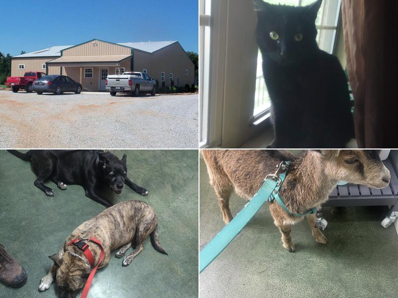 All Creatures Veterinary Clinic Morrison