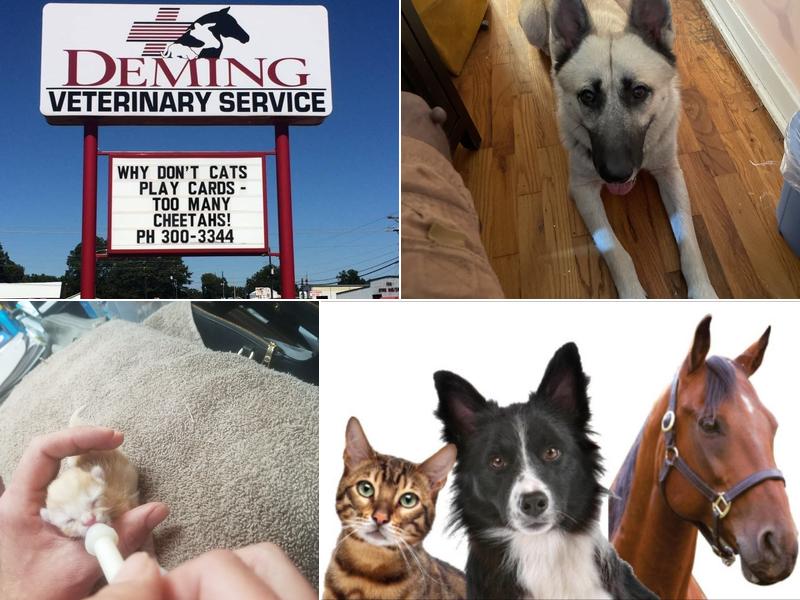 Deming Veterinary Services