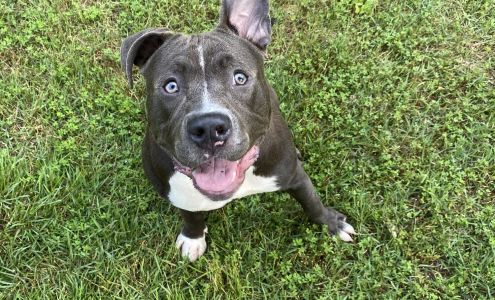 Jackson Pet Emergency Clinic