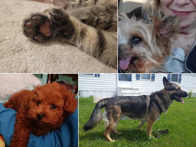 Sommers Veterinary Hospital