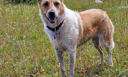 Dressen Priscilla J DVM