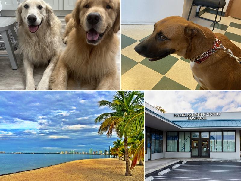 Pinecrest Veterinary Hospital
