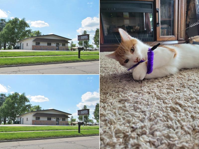 Veterinary Associates