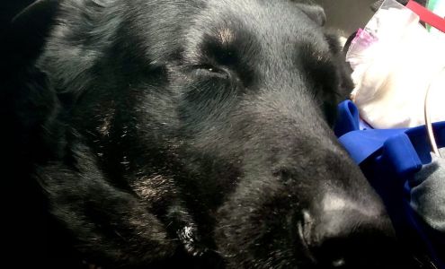 Austin Bluffs Animal Clinic: Richard Monyek, DVM