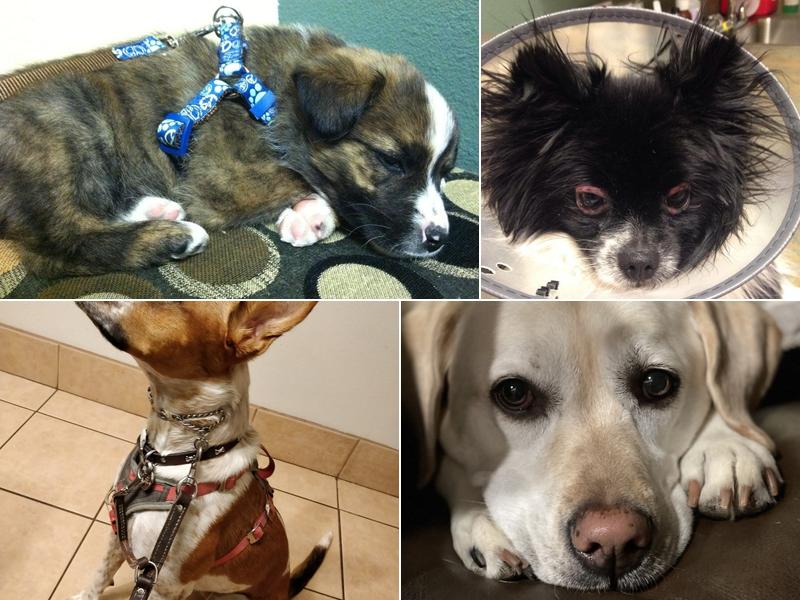 Crossroads Animal Hospital