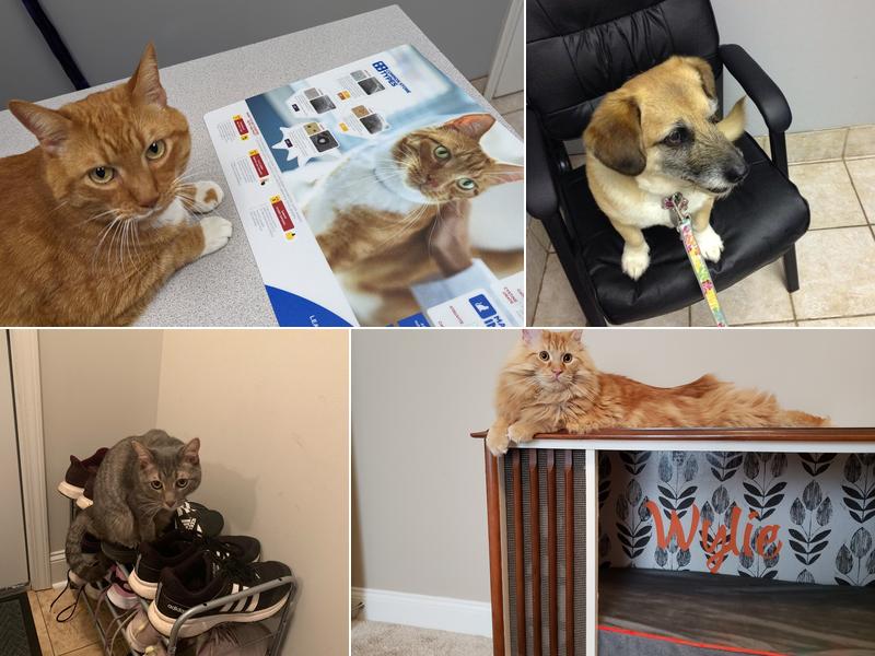 Companion Animal Care