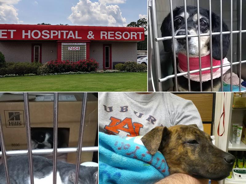 Apollo Animal Hospital PC