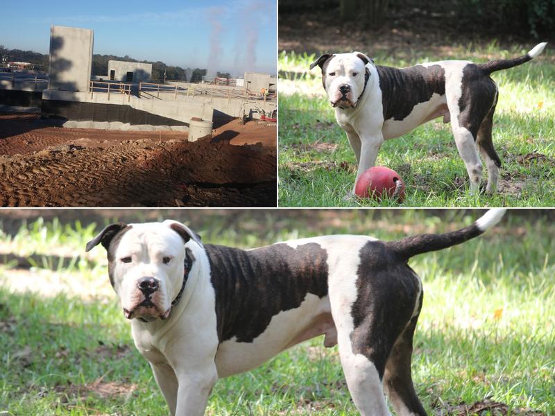 Stembridge Animal Hospital