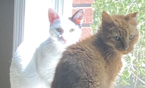 Mission of Mercy Vet Clinic