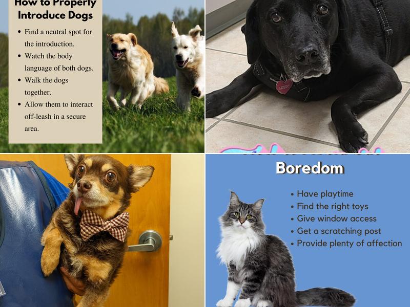 Westwood Pet Care: Moore Authur V DVM