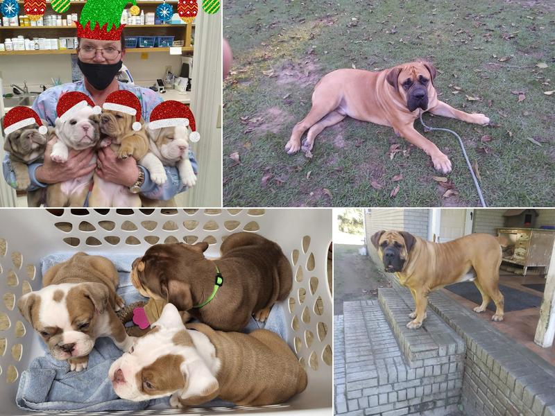 Briar Creek Veterinary Clinic