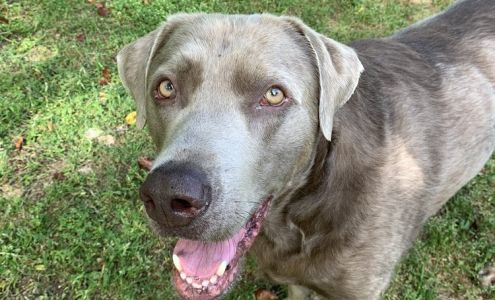 Green Springs Animal Clinic: Hoke III Michael DVM Homewood