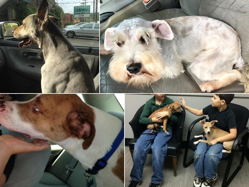 Standifer Animal Clinic: Leblanc Daniel DVM