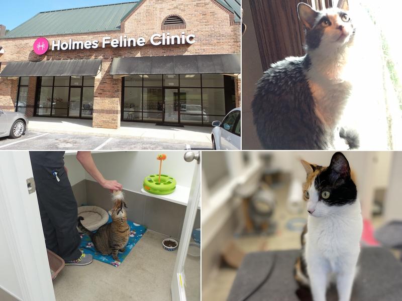 Holmes Feline Clinic
