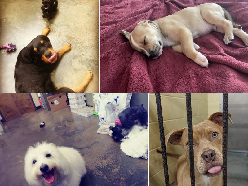 Vulcan Park Animal Care