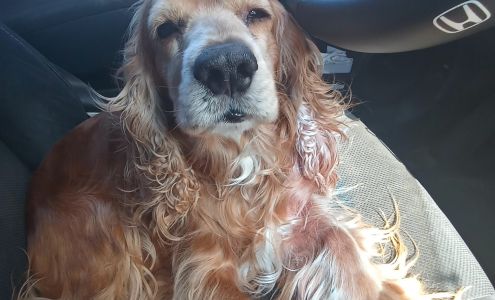 King City Veterinary Clinic 890 S 1st St, King City California 93930