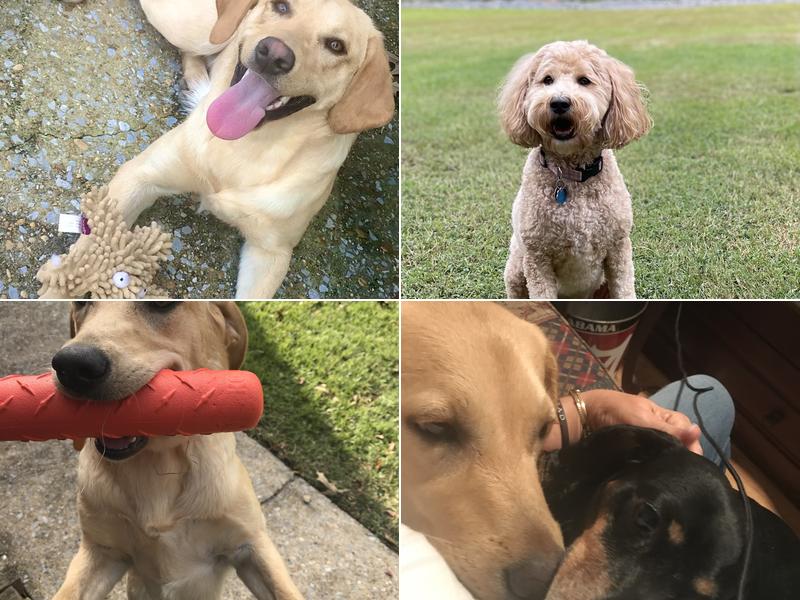 Averette Veterinary Hospital PC