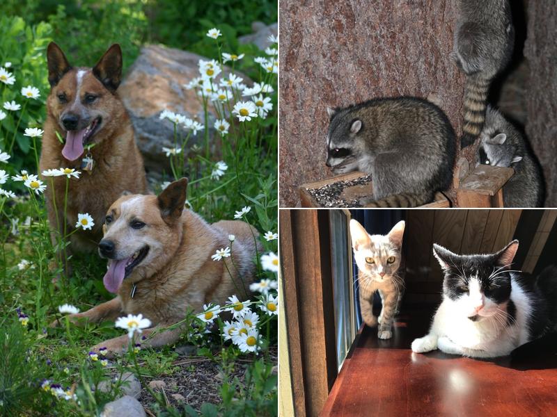 Hartzell'bruce A DVM