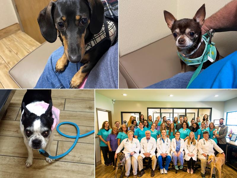 Cobbs Ford Pet Health Center, P.C.