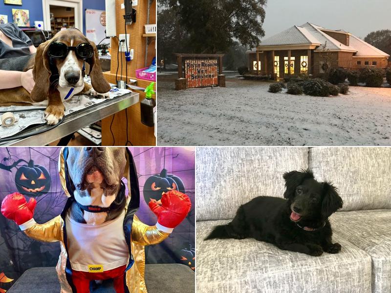 River Region Veterinary Services