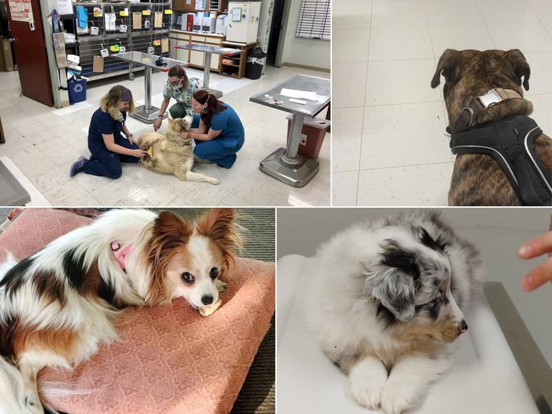 Jonesborough Animal Hospital