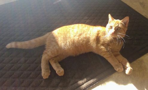 Cane River Veterinary Wellness 660 W Main St, Burnsville North Carolina 28714